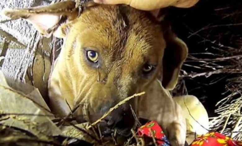 Homeless Mama Dog Kisses Her Puppies One At A Time As Rescuer Pulls Them To Safety