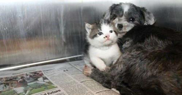 Homeless Non-pregnant Dog Starts Lactating to nurse an Abandoned Kitty