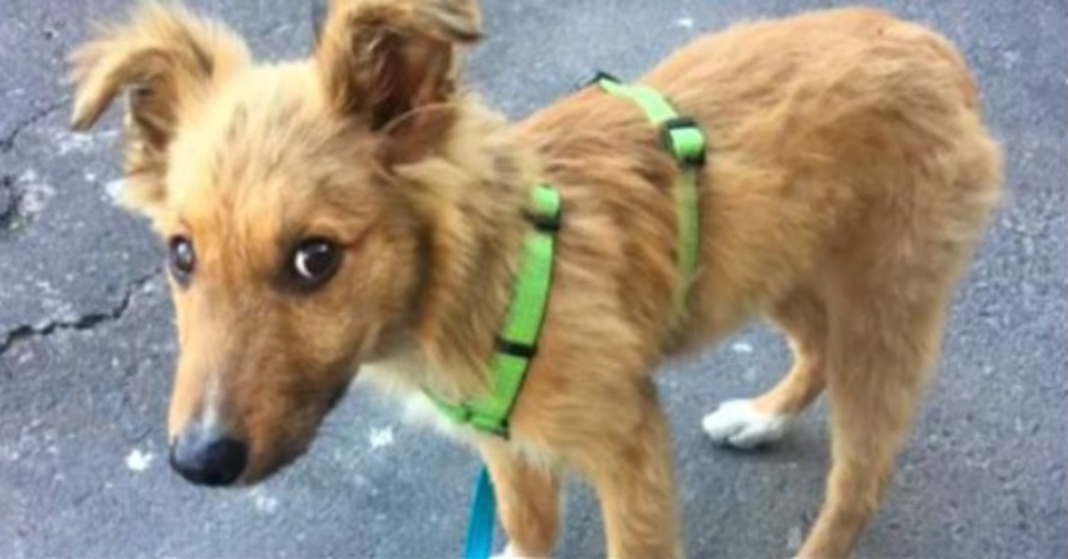 Homeless Puppy Wanted A Home So Terribly, He 'd Follow People Home