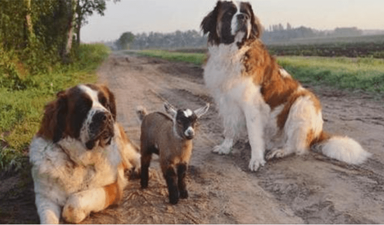 Huge St. Bernards Raise Baby Goat As Their Own