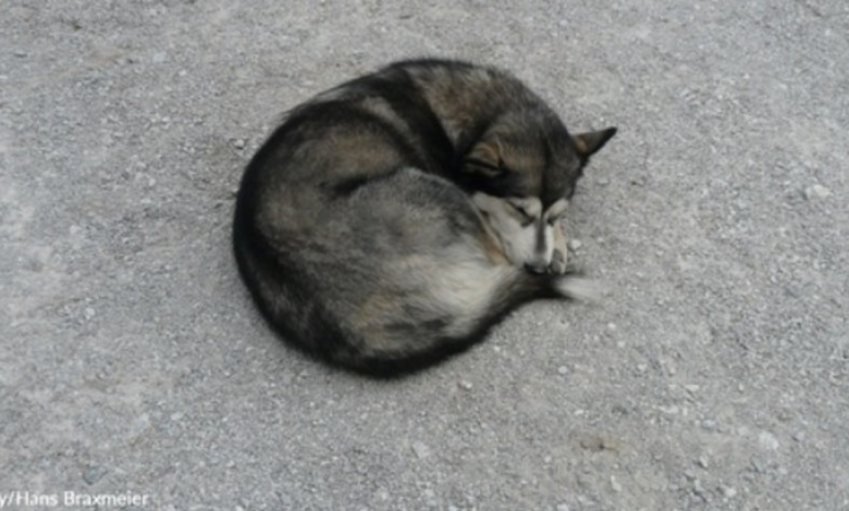 Husky Abandoned On The Side Of The Road It's So Sad That Nobody Wants Him