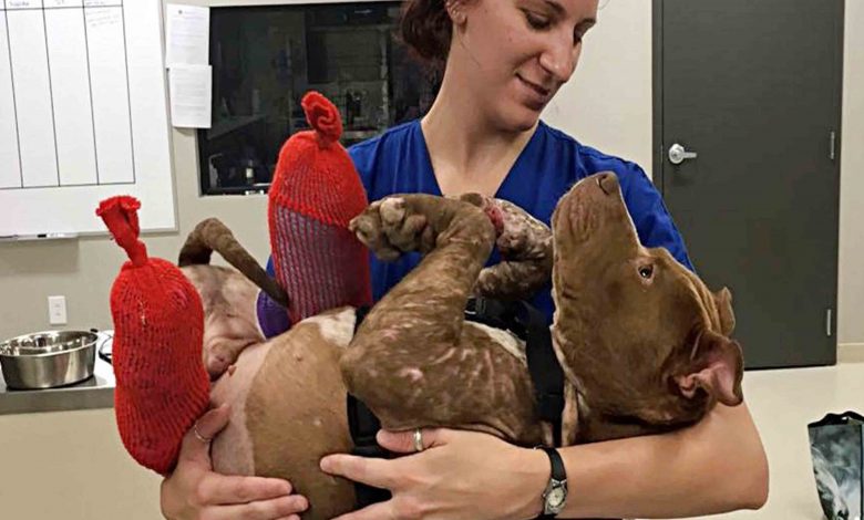 Injured Puppy Receives His First Hot Bath After Being Rescued From Dog Fighting