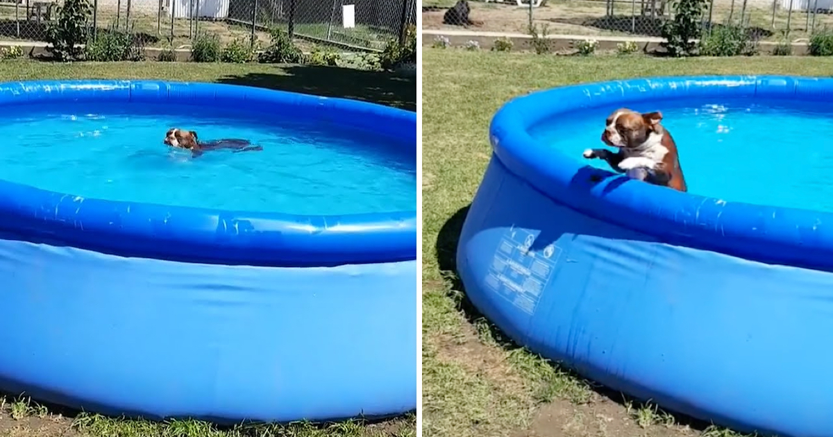 It Takes A Bribe To Obtain Thor The Boston Terrier Out Of The Pool