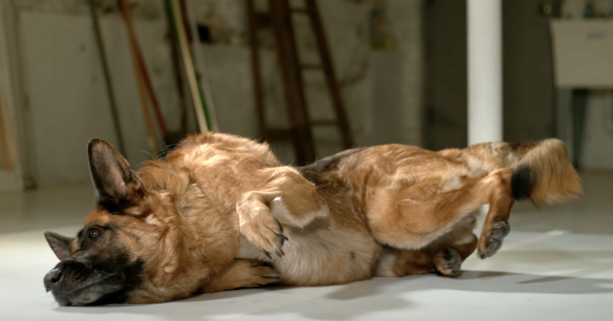 Just How Dogs Get Up So Fast Answered In Slow Motion