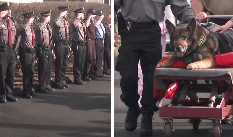 K9 Is Honored With 1 Last Tour In Police Vehicle Before Being Put To Sleep