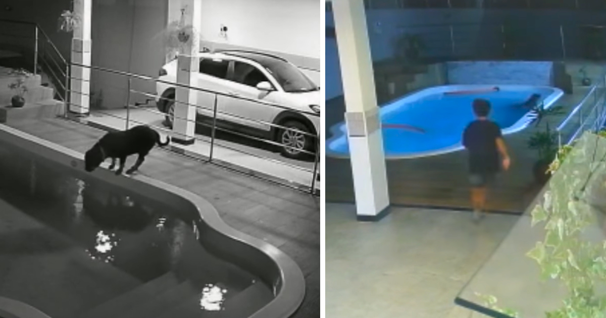 Kid Hears Thrashing In The Swimming Pool And Runs Outside To See His Dog Struggling