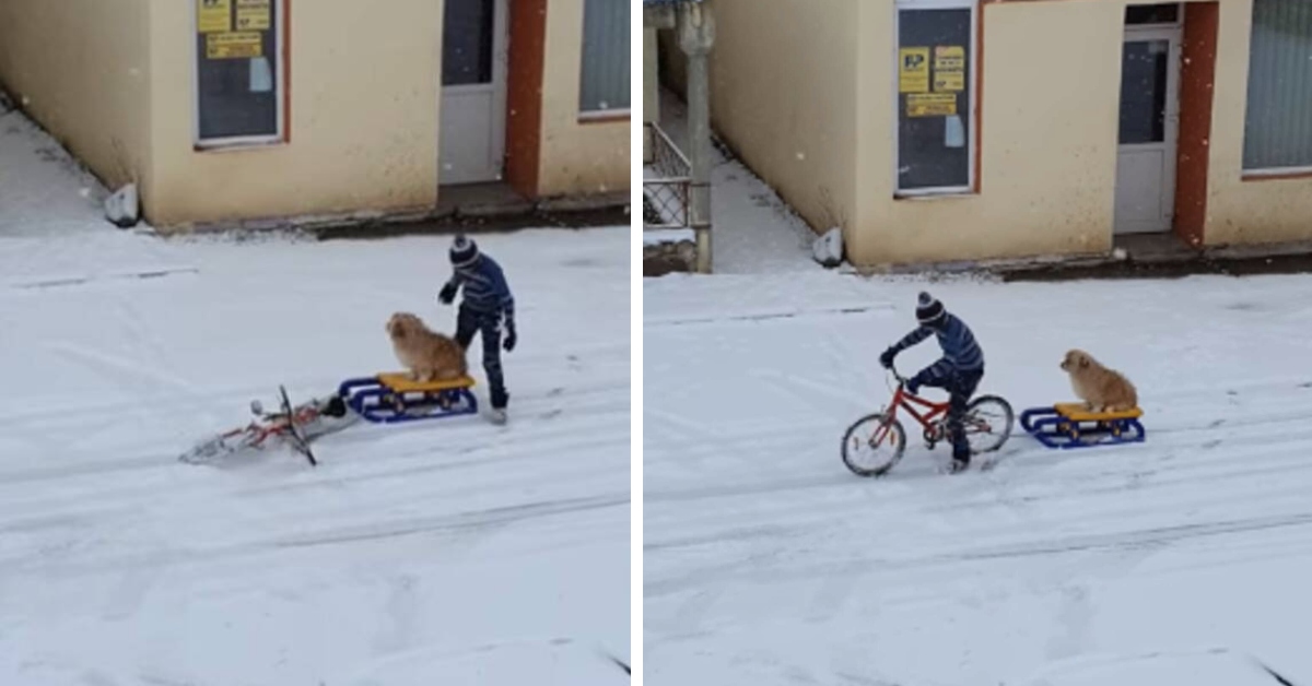 Kid takes his puppy out for sweetest sled ride