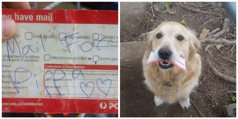 Kind hearted postman ensures the dog, that is waiting for him every day, obtains a daily letter also when there isn't any mail