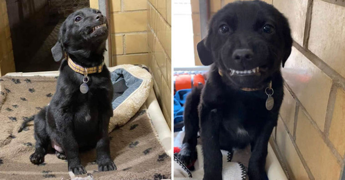 Labrador Puppy Wishing To Land A Permanently Home Rests And Smiles At Everybody Who Passes By