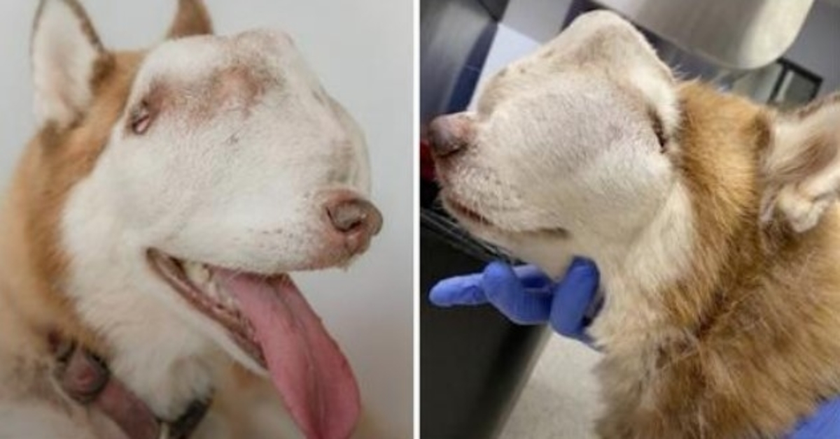 Lady Adopts "Unwanted" Husky With Tumor Attacking Entire Nasal Cavity Face