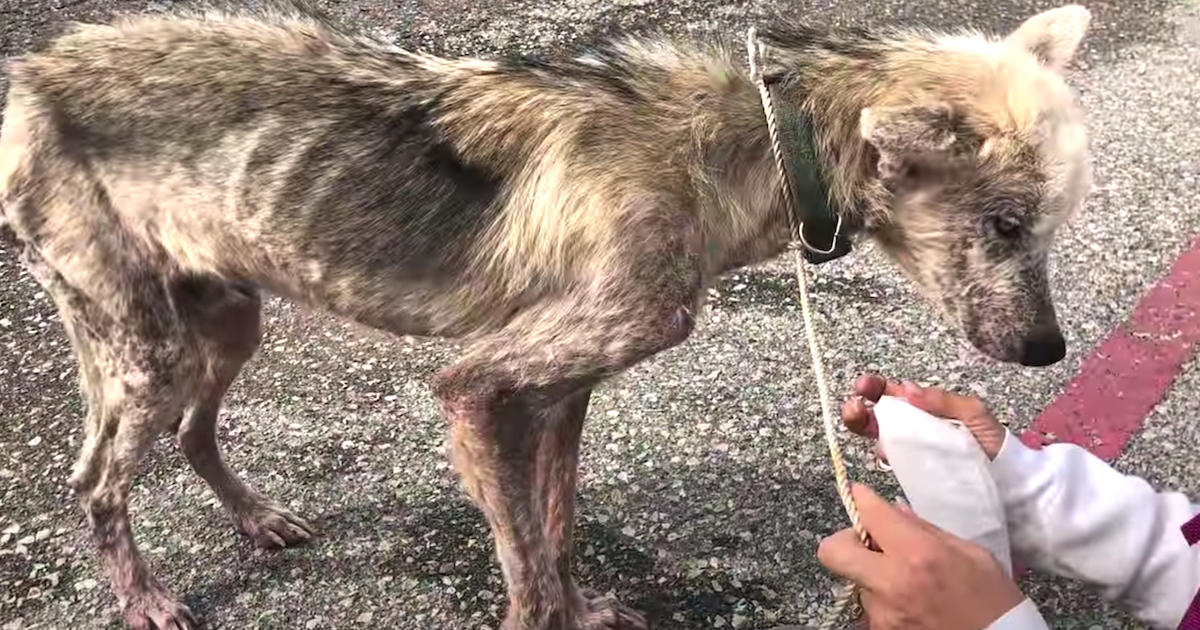 Lady Divorces Guy, So He Ties Her Husky Out To Waste Away For 2 Years