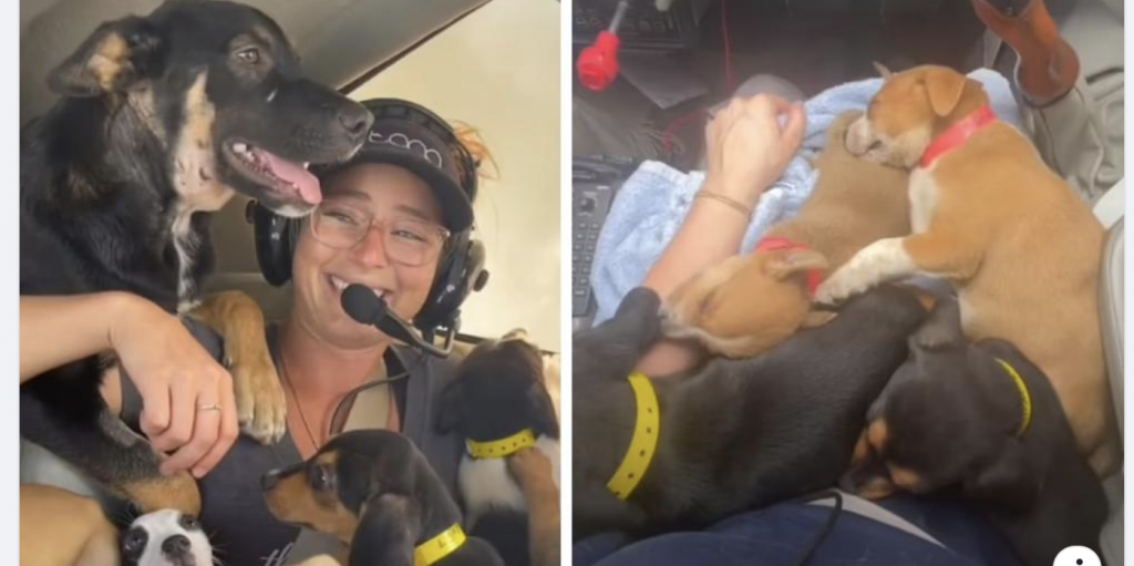 Lady Embarks On Airplane Rescue Mission And Saves 27 Puppies