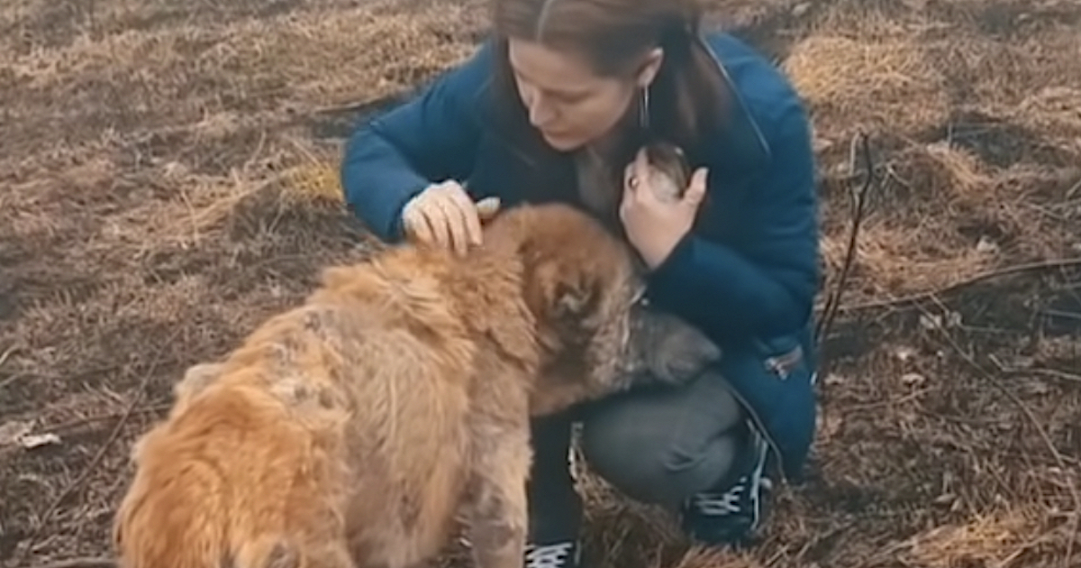 Lady Finds Sickly Dog Near A Land Fill And Gets Close To Inspect Her