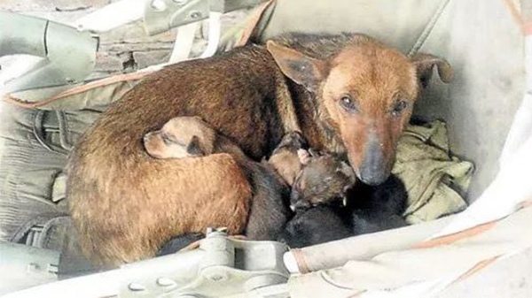 Lady Heard Crying And Found Newborn Human Baby Tucked In Between Litter Of Stray's Pups