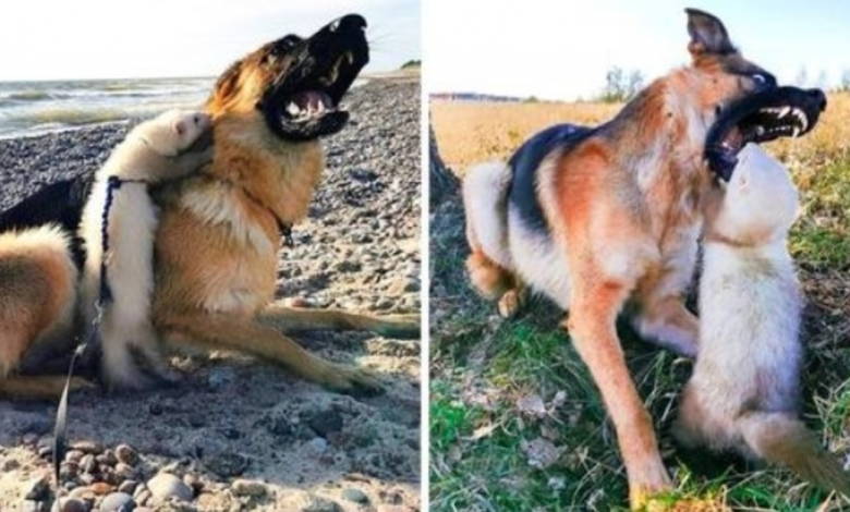 Lady Hoped Big Dog and Ferret Would Become Friends, But The Dog Opened Her Mouth