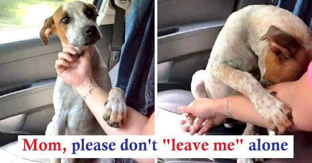 Lady Saves Dying Chained Up Dog, The Dog Grabs Her Hand To Say Thank You