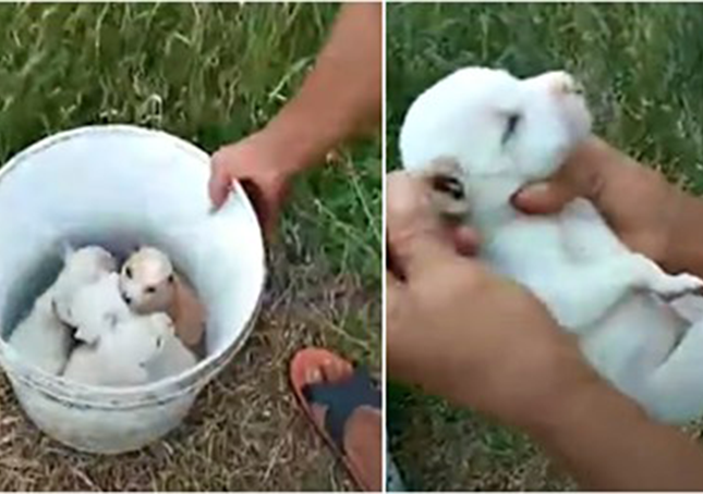 Lady Strolling In Woods Came Upon A Bucket Of Puppies, Chosen One Up By The Neck