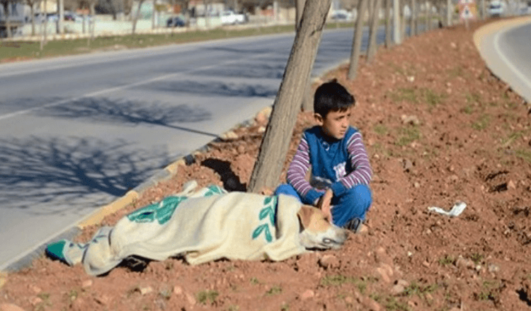 Little Boy Refuses To Leave Injured Stray Dog Hit By Vehicle Until Help Arrives