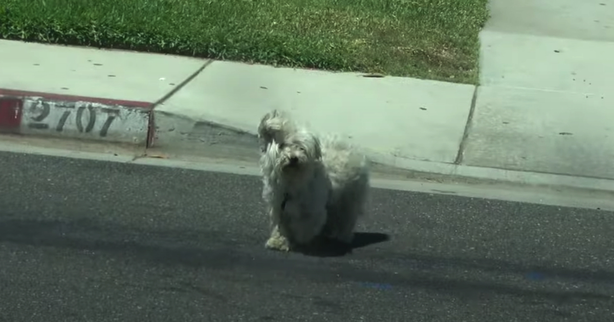 Little Dog Runs Away From House To Find His Girlfriend, Gets Lost