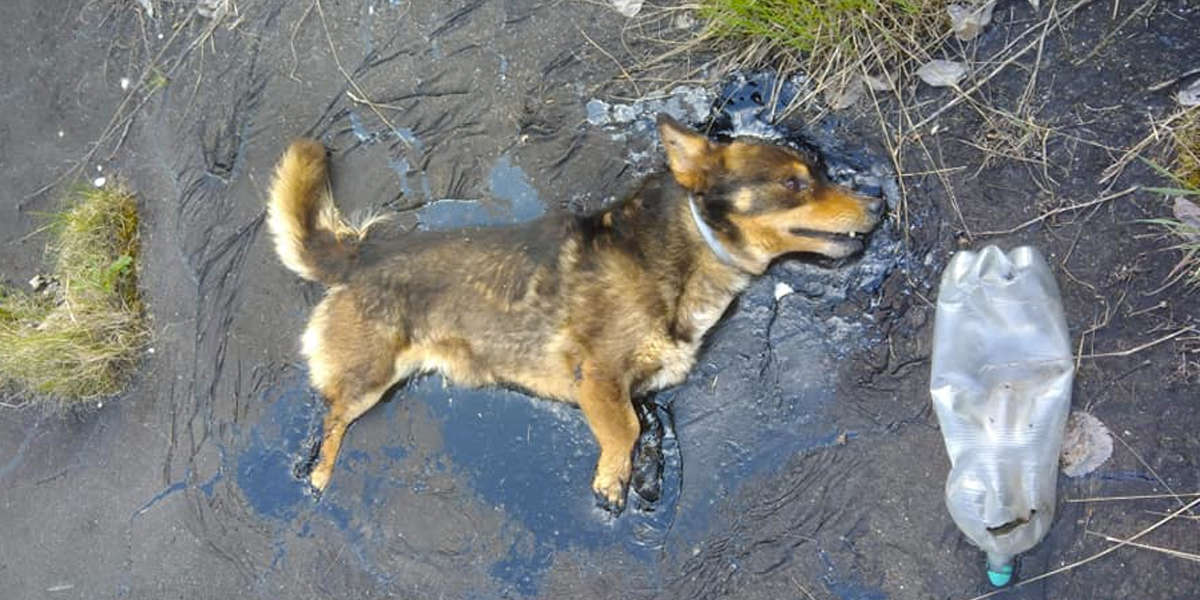 Little Dog Trapped In Tar Kept Barking Until Somebody Heard Him