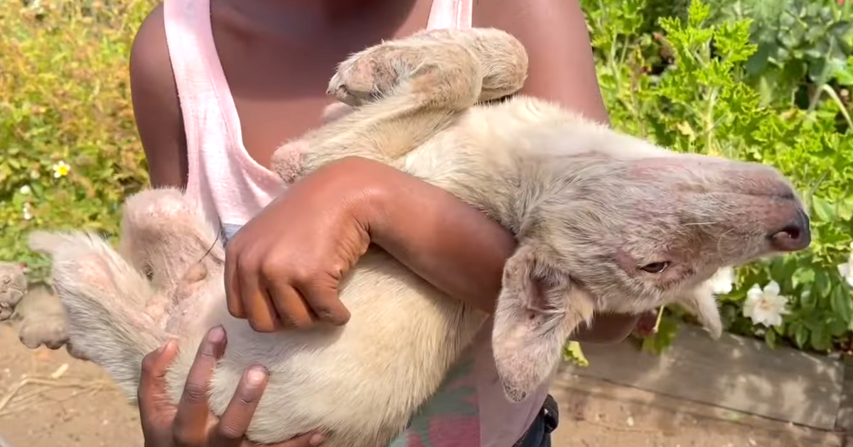 Little Girl Brought Her Dog Around Searching For Help As A Last Resort