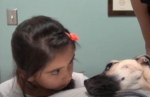 Little Girl Looks Into The Eyes Of An Abused Dog That Had Actually Given Up, And Hope Is Restored