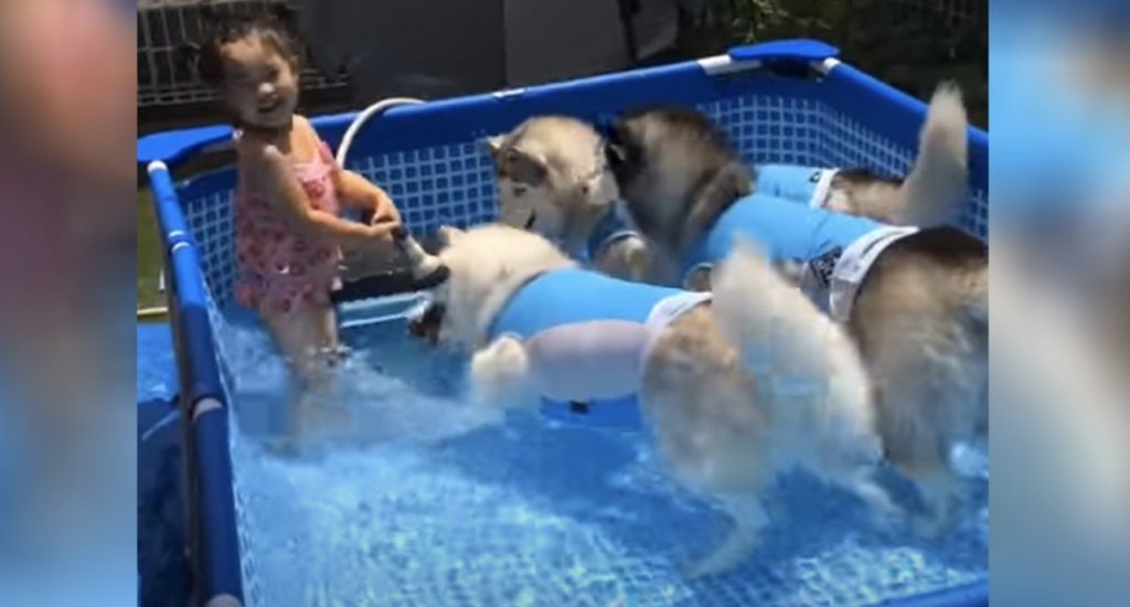 Little Girl Playing In The Water With 3 Siberian Huskies