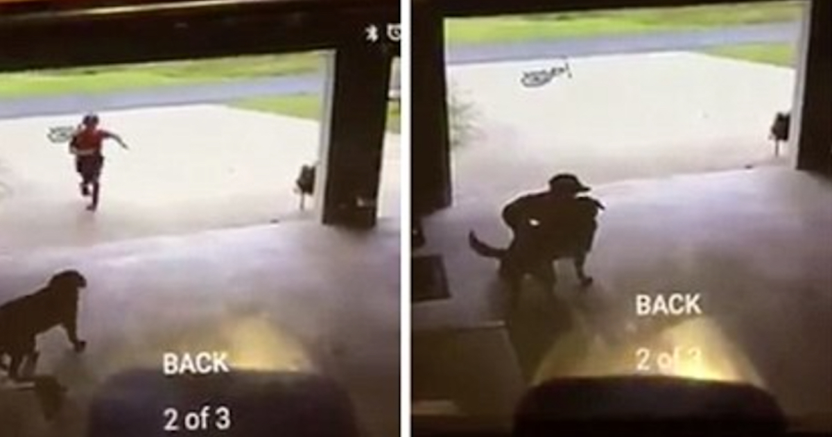 Little Kid Sneaks Into Neighbor's Garage Daily, Hugs Dog And Runs Away