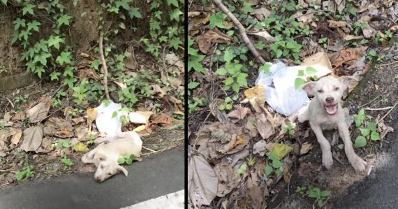 Little Puppy Found By An Active Road Would Not Stop Yelling At His Rescuer