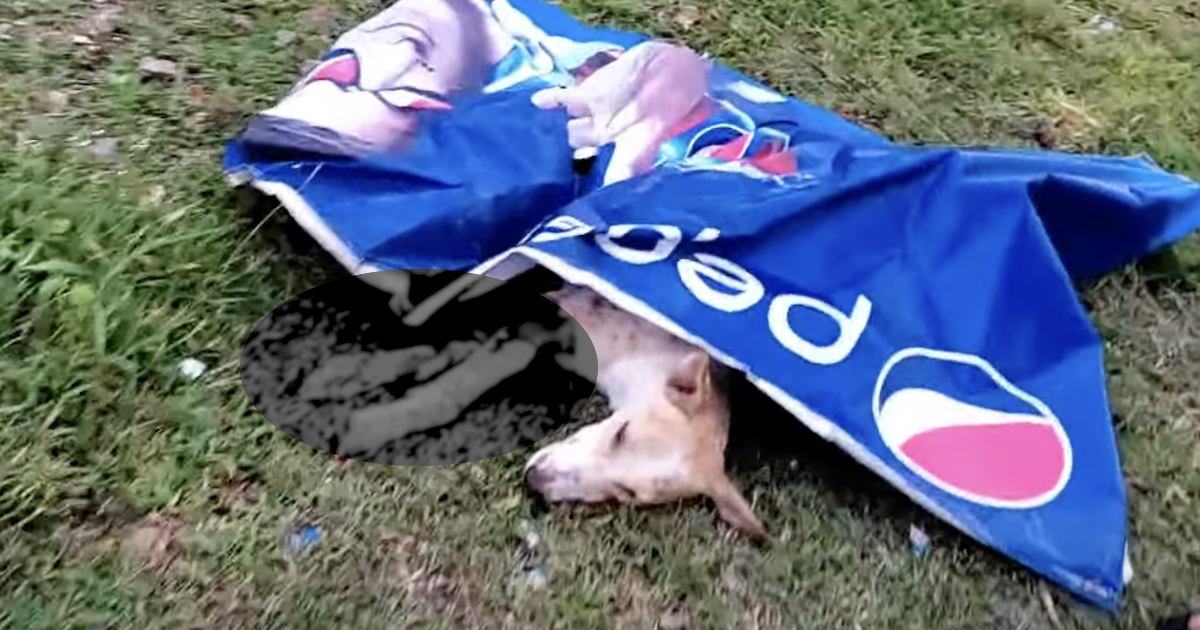 Local Dog Found Covered With A Poster And Not Able To Move