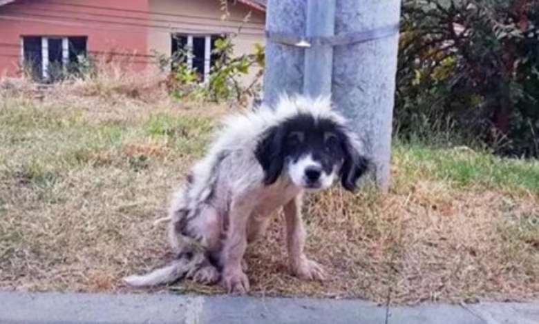 Locked-Out For Being A Nuisance, He Weakened & Lost Fur As He Shivered In Cold