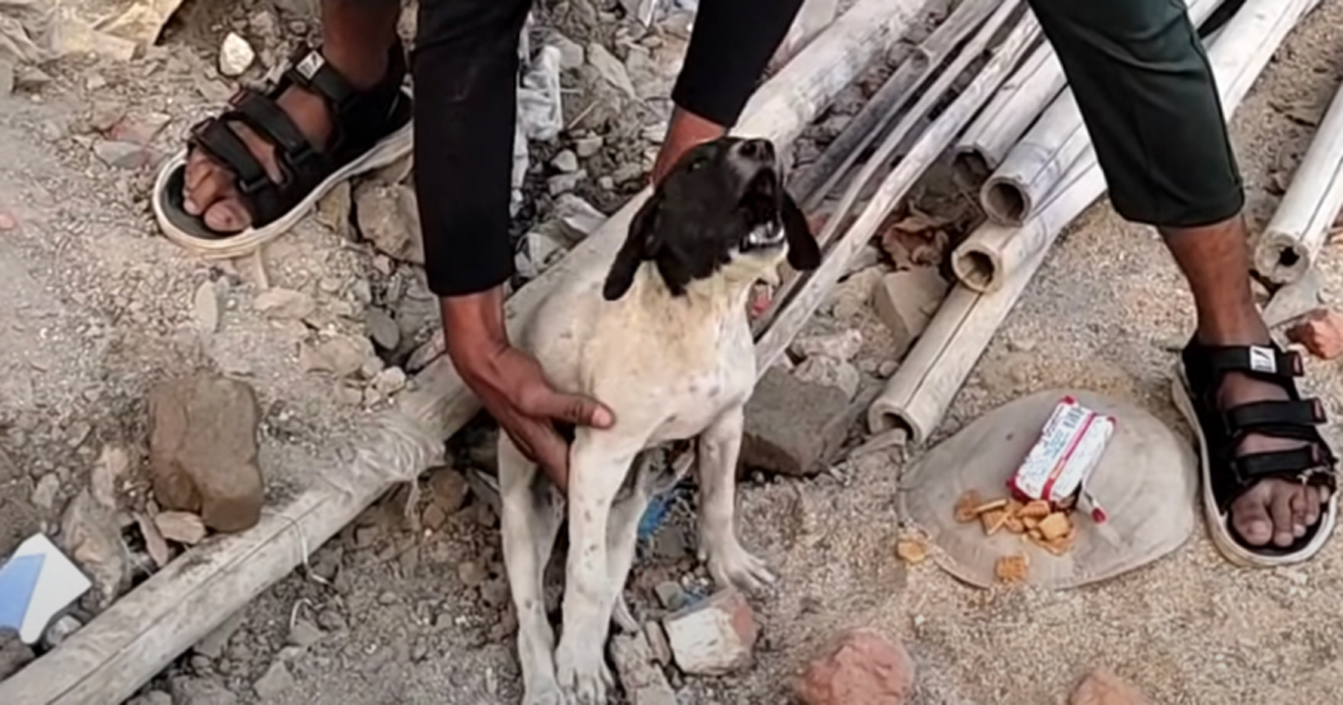 Lonely Puppy Cries Out As Help Attempts To Pick Him Up To Assess The Pain