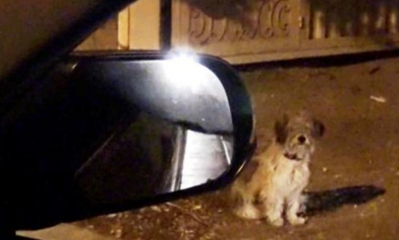 Loyal Dog Faithfully Waits At Exact Same Area Where His Family Dumped Him Weeks Ago