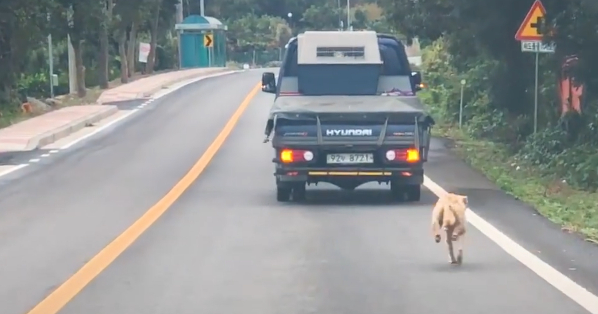 Mama Dog Chases The Truck That Took Her Puppies