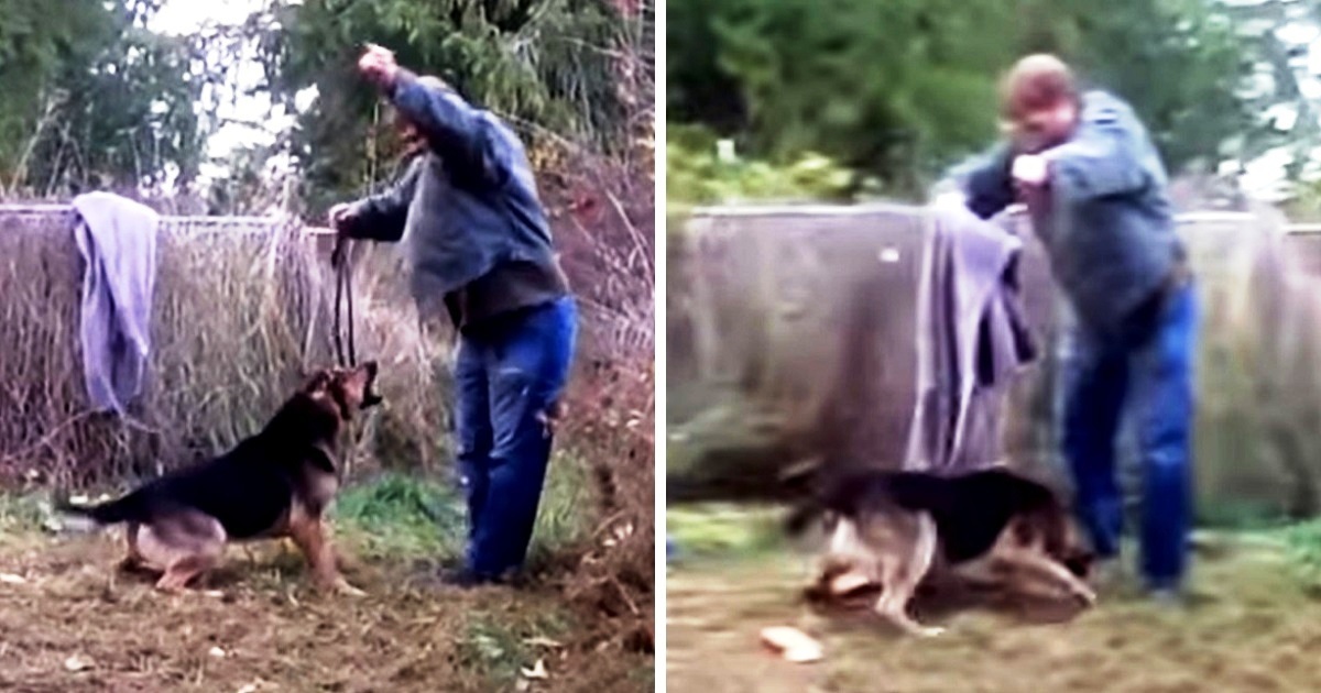 Man Attempts To Free Dog Who Was Chained All His Life, But Dog Lunges Right At Him