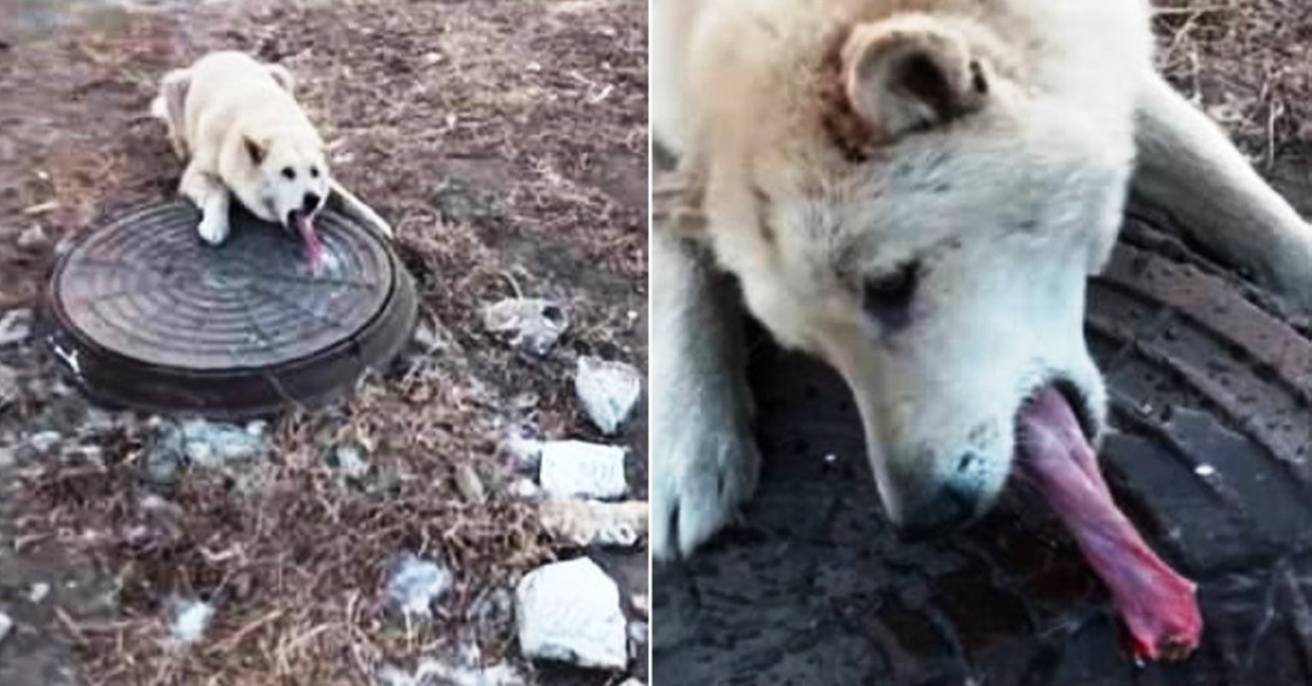 Man Finds Hopeless Dog With His Tongue Frozen And Stuck In Sewer