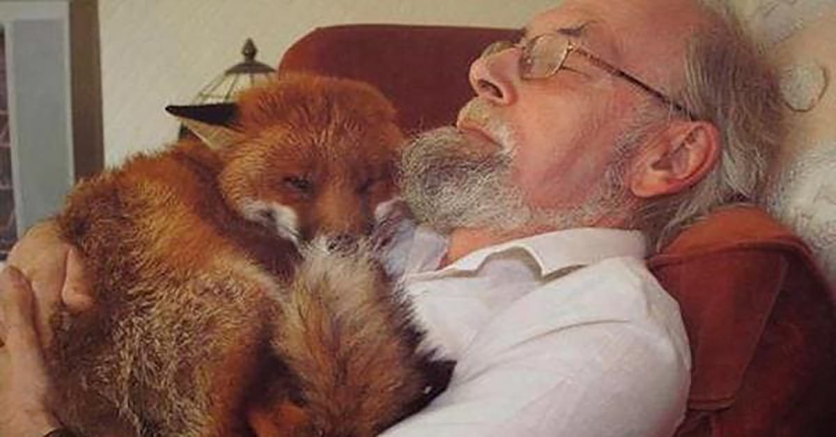 Man Rescues A Seriously Wounded Fox And Makes A New Best Friend