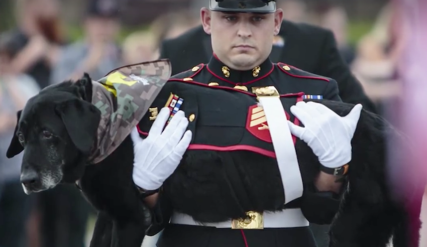 Marine Wished To Give A Proper Goodbye To The Battle Friend Who Was More Than A Dog