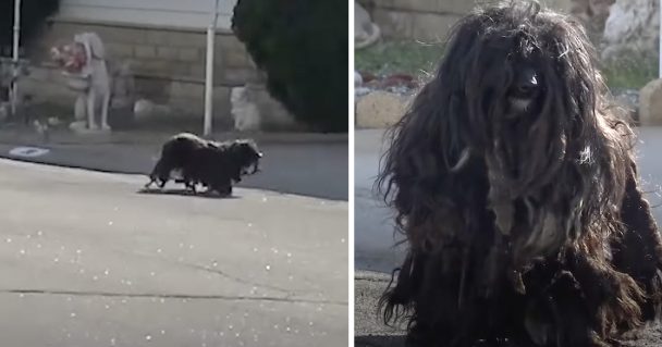 Matted Canine Was Neglected For Far Too Long Out On The Streets