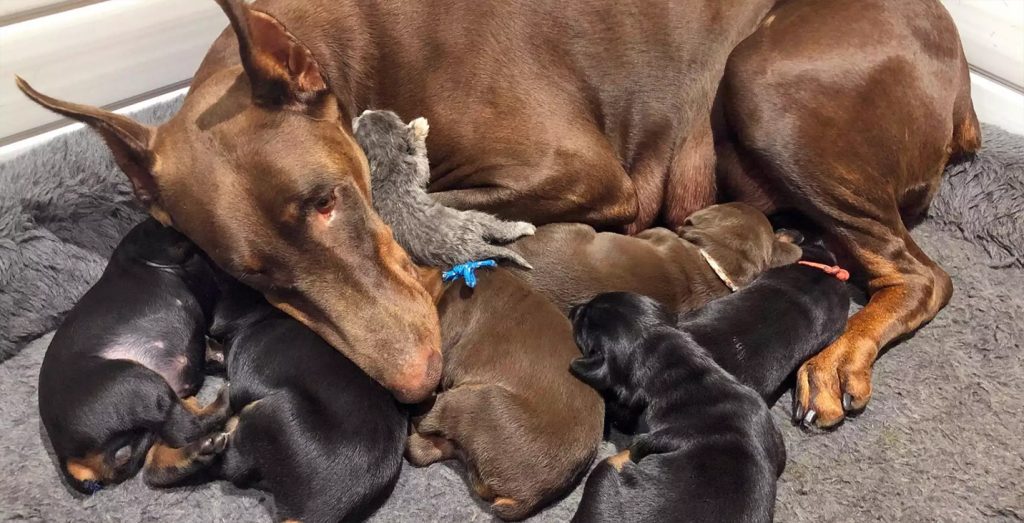 Meet Ruby, the Doberman Pinscher Mama Who Adopted an Abandoned Newborn Kitten and Sweetly Dotes on Her