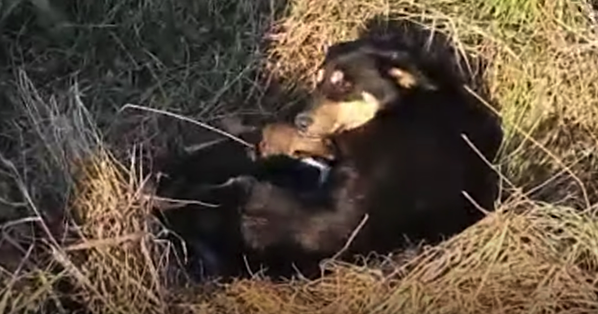 Mom Dog Dumped Along The Roadway With Her Puppies To Care For