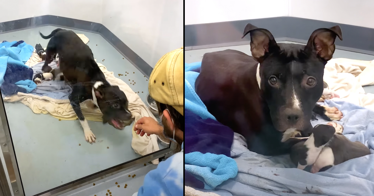 Mom Pittie Rested Behind A Glass Window That Alerted People Of Her Aggression