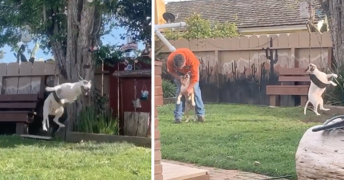 Mom Sneaks A Peek At Dog Playing On Backyard Swing All By Her Lonesome