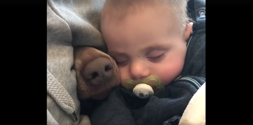 Mom's filming the baby taking a nap when a nose pokes via beside him