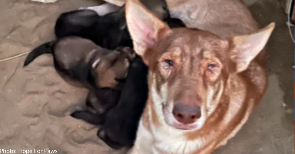 Mother Dog Left In Desert Is Saved Along with Her Six Puppies