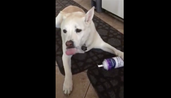 Mother hears the audio of a whipped cream can in the kitchen and checks out