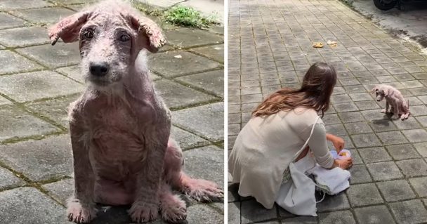 Naked Street Puppy Needed A Lifeline, And One Arrived In The Form Of A Human