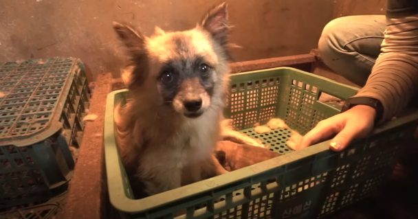 Neglected Dog Found In A Basket Along With A Single Newborn Baby Puppy