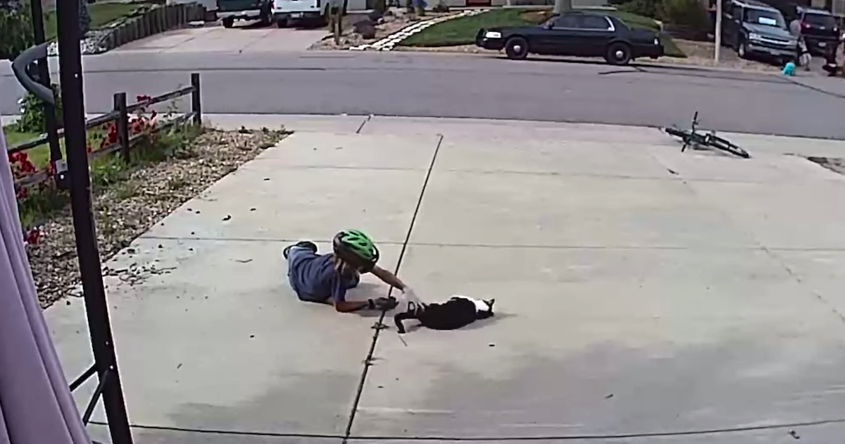 Neighbor Kid Takes Time Out Of His Daily Routine To See 'Misunderstood' Cat