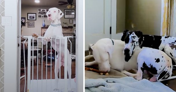 New Foster Dog Has Social Anxiety, So His Canine Sister Comforts Him